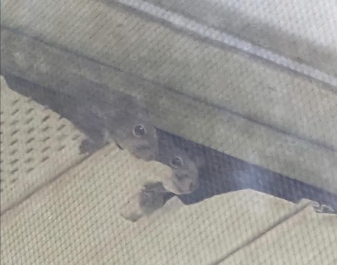 Photo Peeking Out